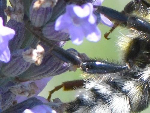 Bombus sp.